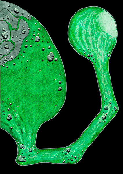Datei:Grube.png